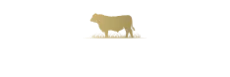 Holsteins